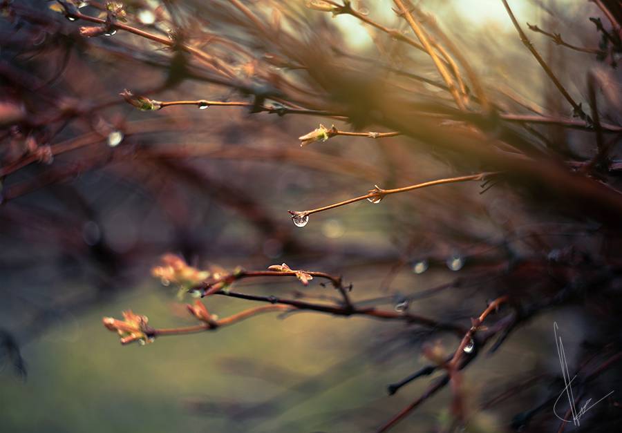 Гелиос 44-2 58mm, f/2 - идеальный объектив-легенда